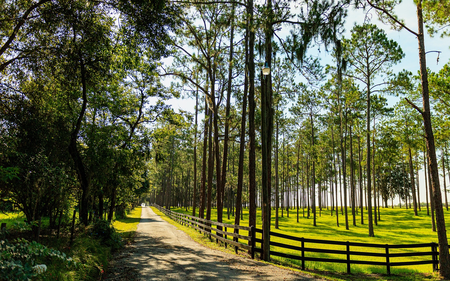 Fended in field with tall trees along side a driveway